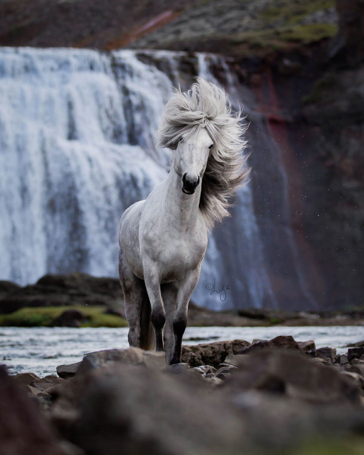 Caballos Islandeses un caballo blanco y una cascada de fondo