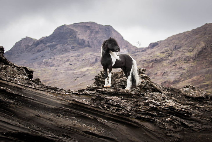 Caballos Islandeses un caballo negro con manchas blancas sobre la montaña