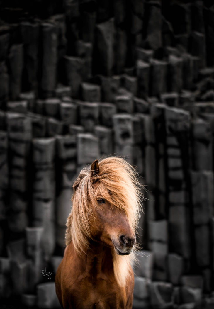 Caballos Islandeses un caballo color café posa de frente ante la cámara