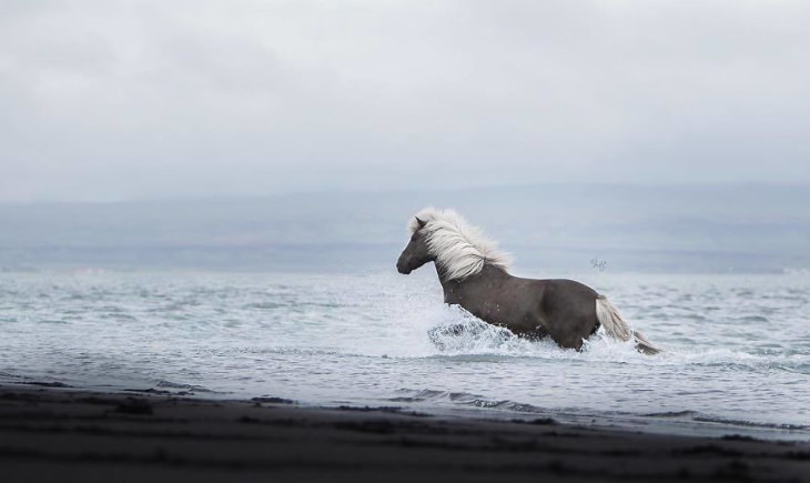 Caballos Islandeses un caballo negro en el mar