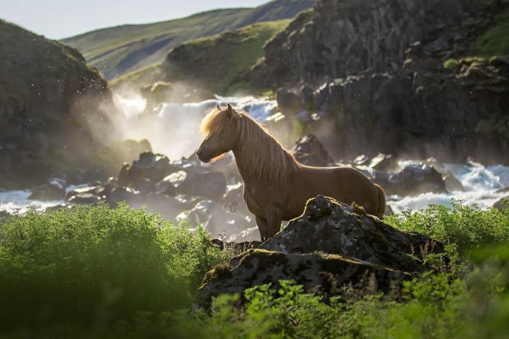Caballos Islandeses un caballo color café en las montañas