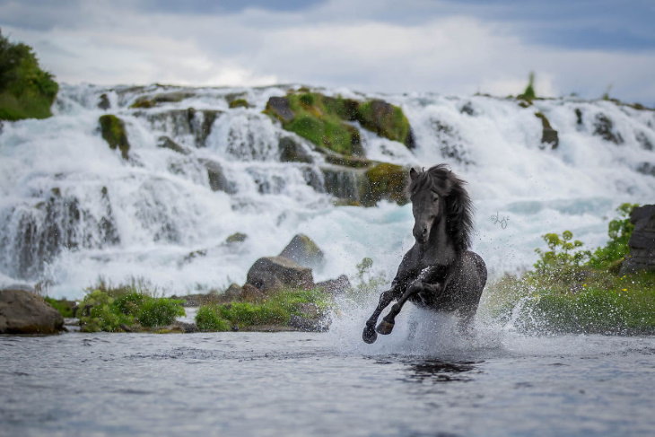Caballos Islandeses un caballo negro en el río