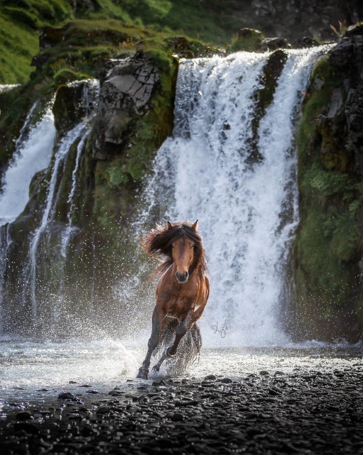 Caballos Islandeses un caballo café corriendo y de fondo una cascada