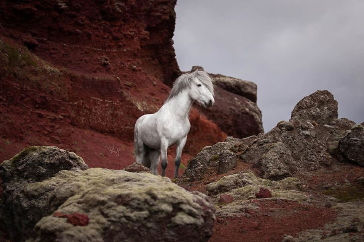 Caballos Islandeses un caballo negro sobre rocas rojas