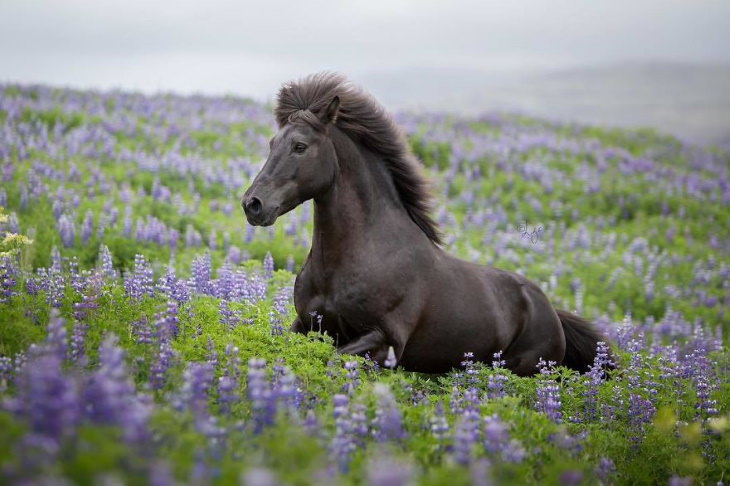 Caballos Islandeses un caballo negro en el campo