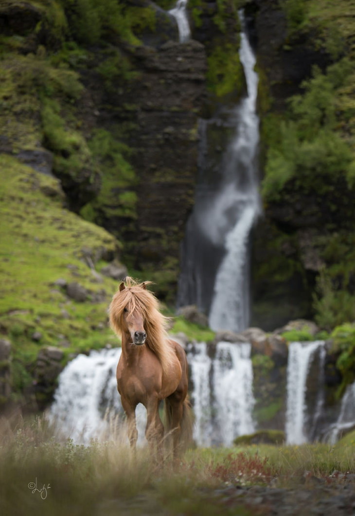 Caballos Islandeses un caballo café sobre la montaña y una cascada detrás