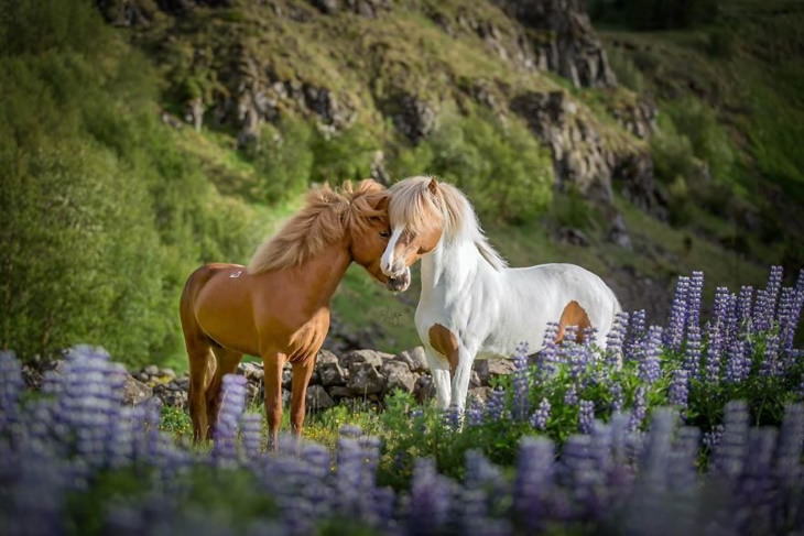 Caballos Islandeses dos caballos cariñosos sobre el campo
