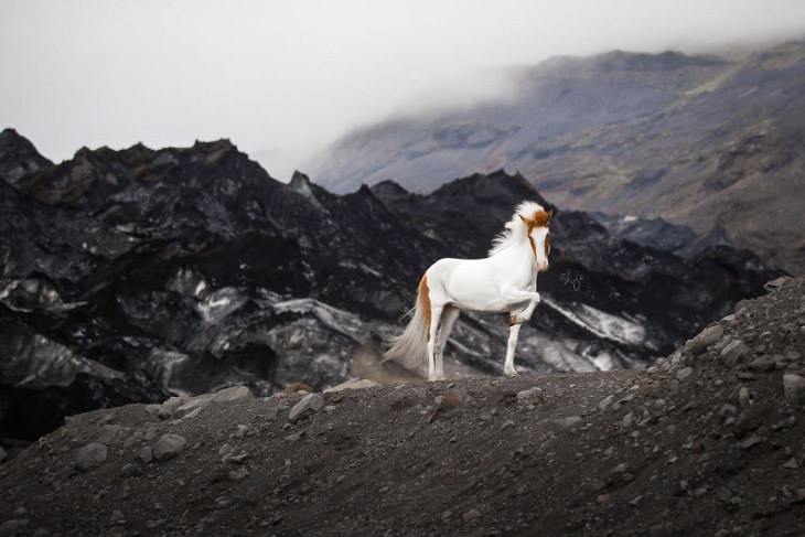 Caballos Islandeses un caballo blanco sobre la montaña