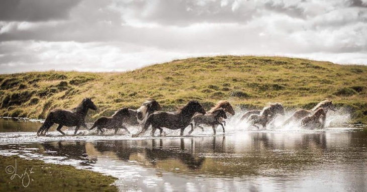 Caballos Islandeses caballos corriendo y cruzando un riachuelo