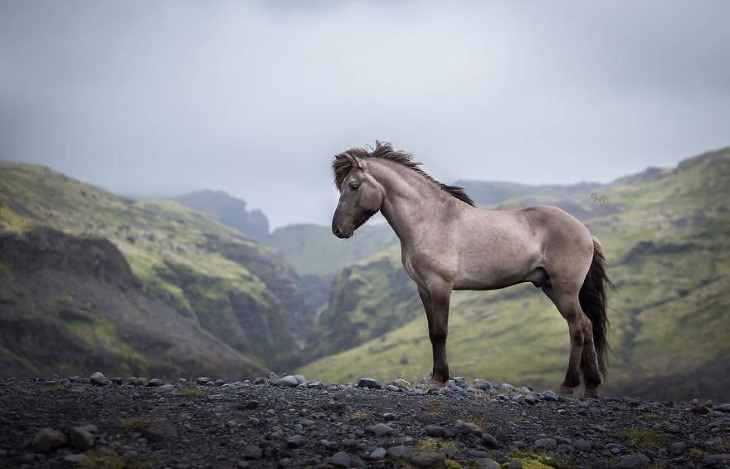 Caballos Islandeses un caballo gris en las montañas