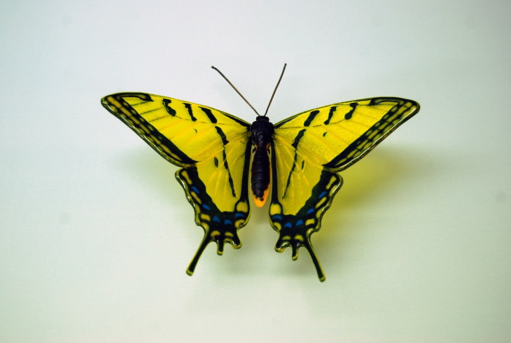 Arte en cristal mariposa cola de golondrina amarilla