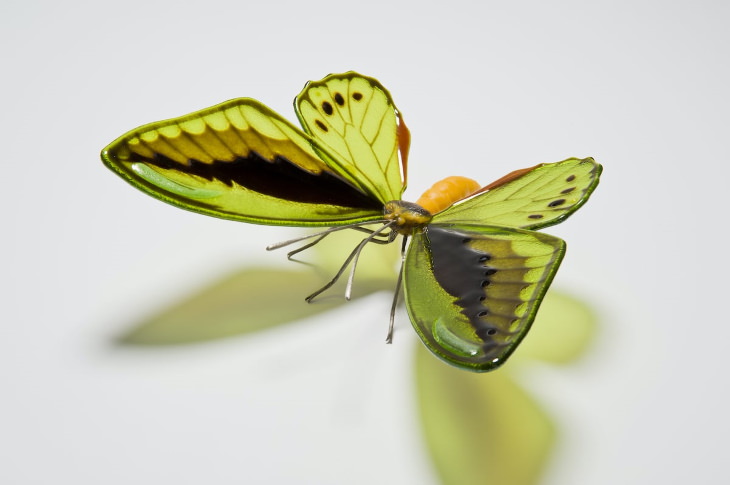 Arte en cristal Mariposa Ornithoptera euphorion