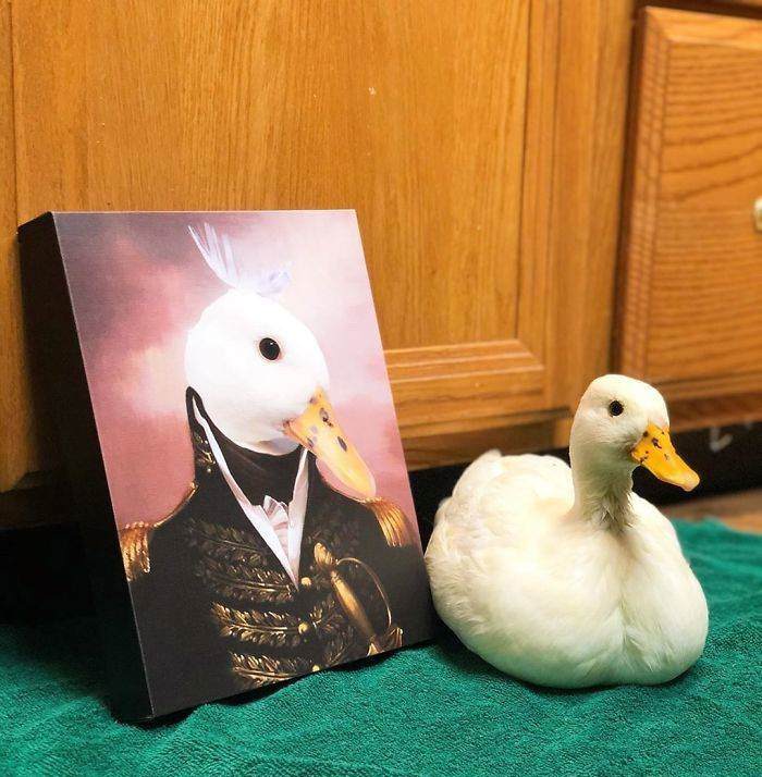 Retratos animales pato vestido de comandante
