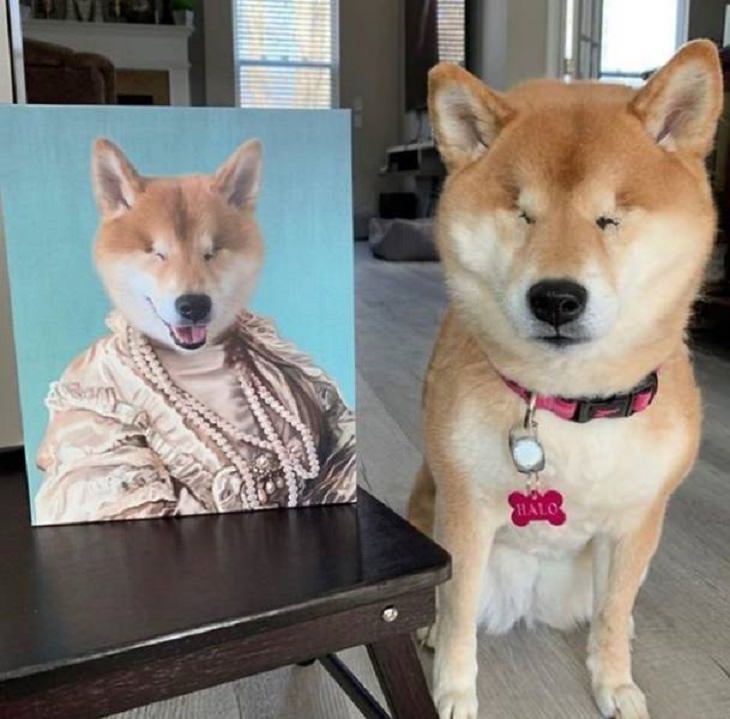 Retratos reales de mascotas ¡Shibu todo un fashion de la moda!