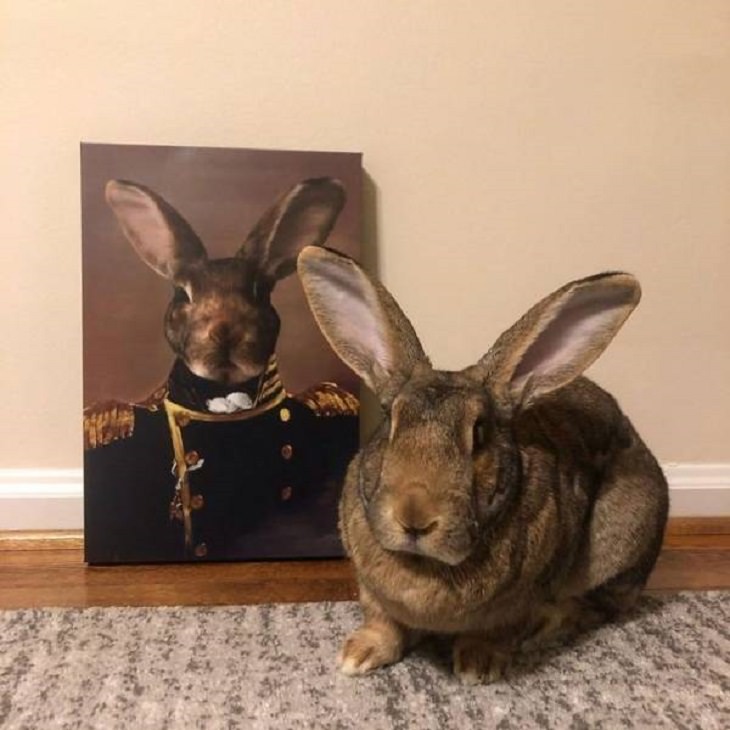 Retratos reales de mascotas conejo real