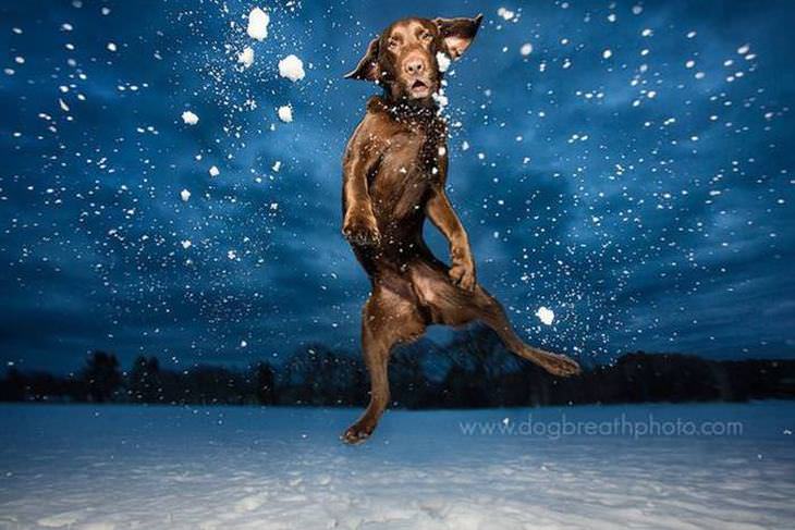 fotos perros como actores holywood perro nieve