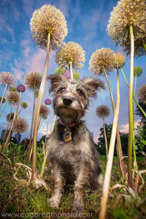 fotos perros como actores holywood perro plantas