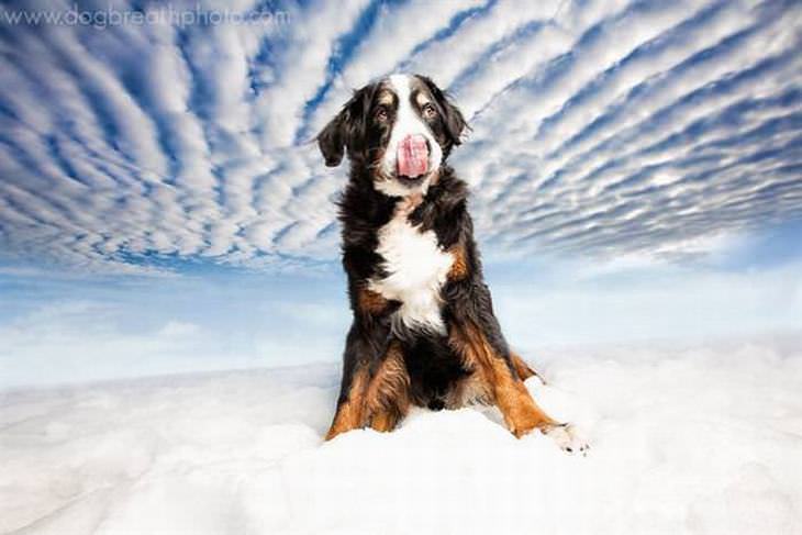 fotos perros como actores holywood perro en las nubes