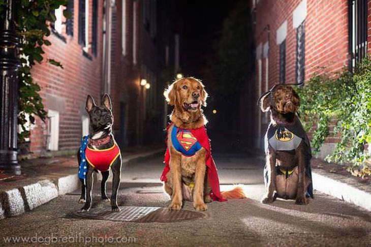 fotos perros como actores holywood perro superman