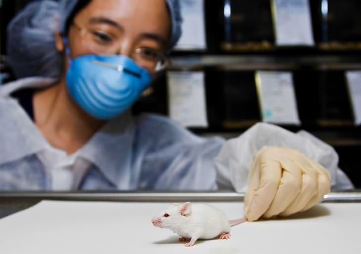 Investigación en ratones sobre la preferencia por los alimentos salados