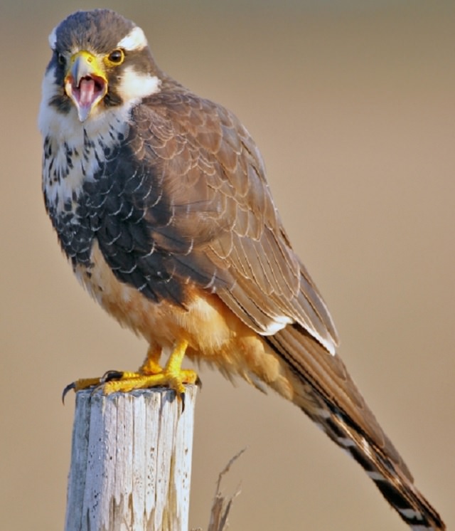 Especies de halcones El halcón de Aplomado (Falco femoralis)