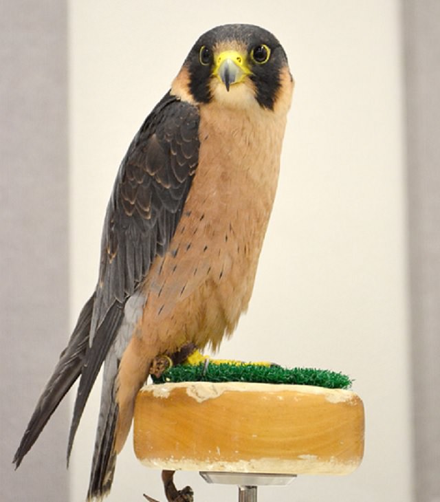 Especies de halcones Taita Falcon (Falco fasciinucha)