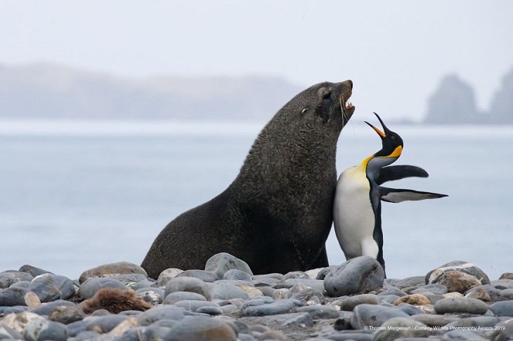 Funny Animal Pictures, penguin and sea lion