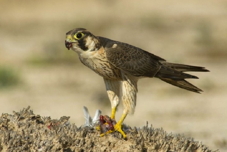 Especies de halcones El halcón de Berbería (Falco peregrinus pelegrinoides)