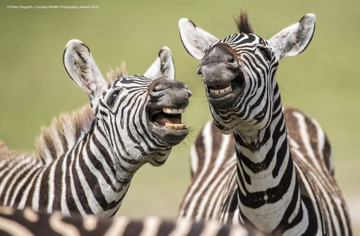 animales divertidos, zebras