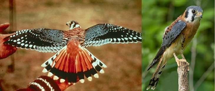 Especies de halcones El cernícalo americano (Falco sparverius)