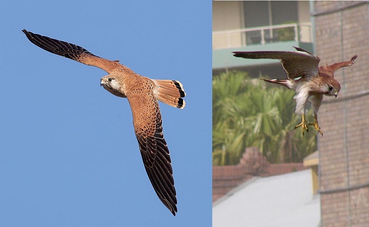 Especies de halcones El cernícalo de Nankeen (Falco cenchroides)