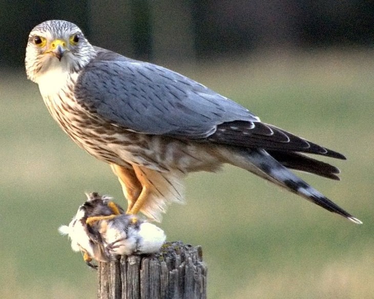 Especies de halcones El Merlín (Falco columbarius)
