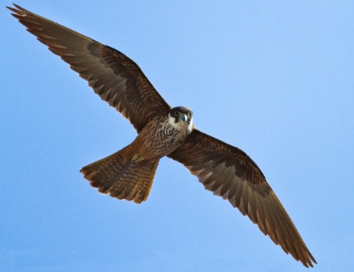 Especies de halcones Halcón de Eleonora (Falco eleonorae)