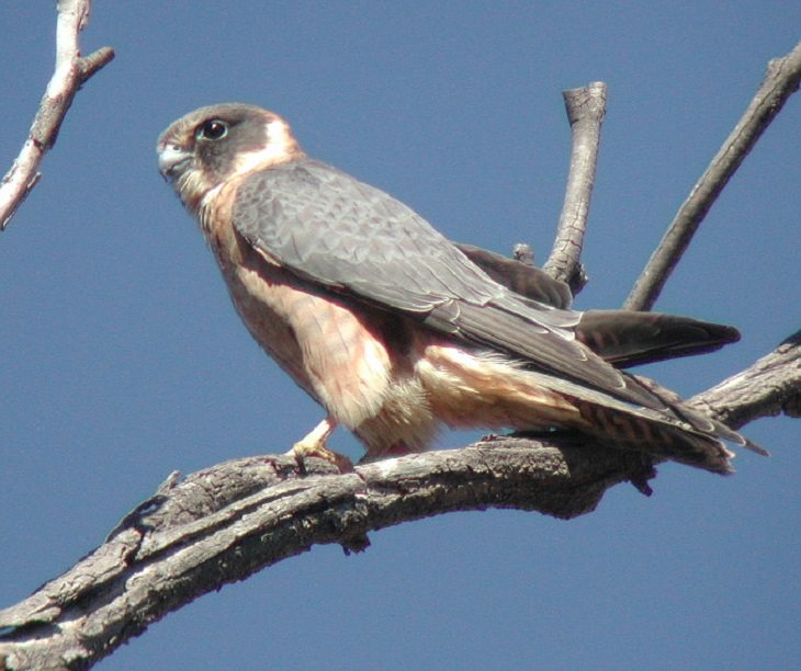 Especies de halcones El hobby australiano (Falco longipennis)