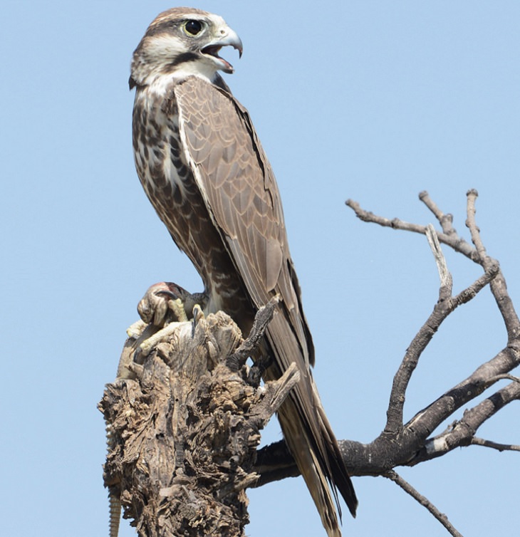 Especies de halcones El halcón laggar (Falco jugger)