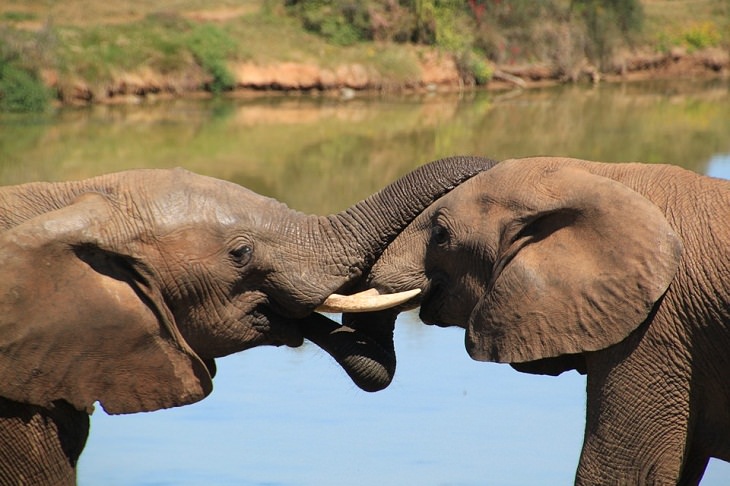 Los elefantes consuelan a sus amigos angustiados