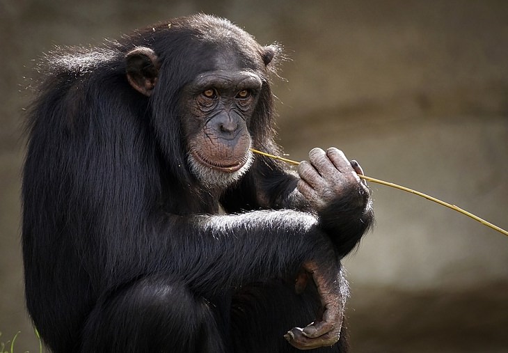 Los chimpancés también siguen las tendencias de la moda