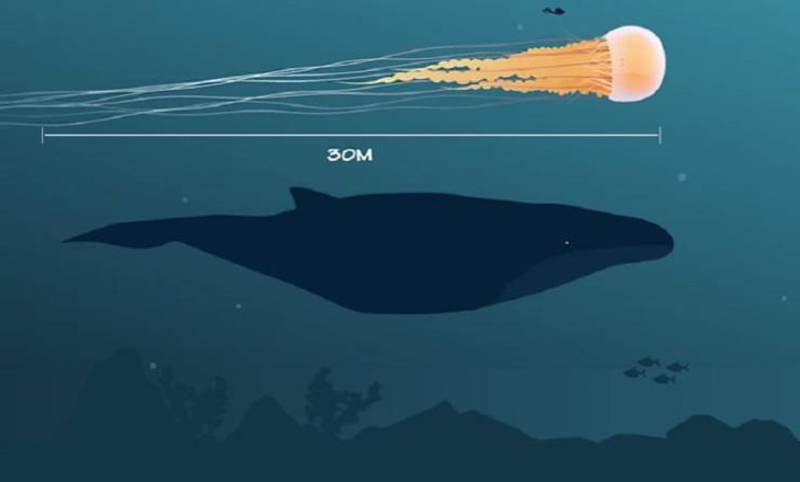 El tamaño de una medusa de melena de león en comparación con el de un humano y una ballena azul.