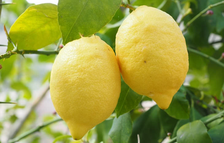limones para limpiar tu hogar