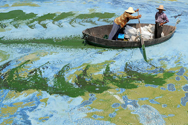 Arte accidental algas en lago se asemejan a cuadro impresionista
