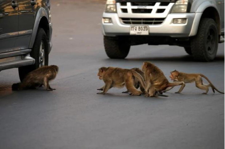 Animales exploran la ciudad en cuarentena macacos en Tailandia