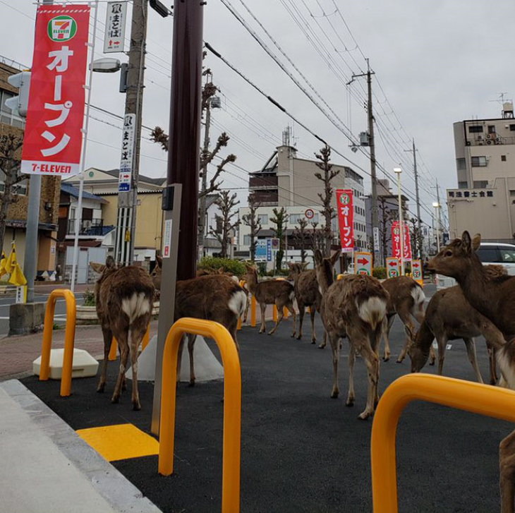 Animales exploran la ciudad en cuarentena ciervos supermercado en Japón