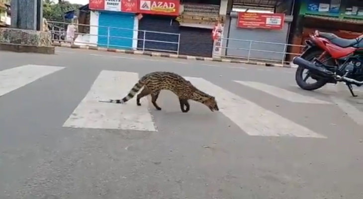 Animales exploran la ciudad en cuarentena civeta de manchas grandes de Malabar