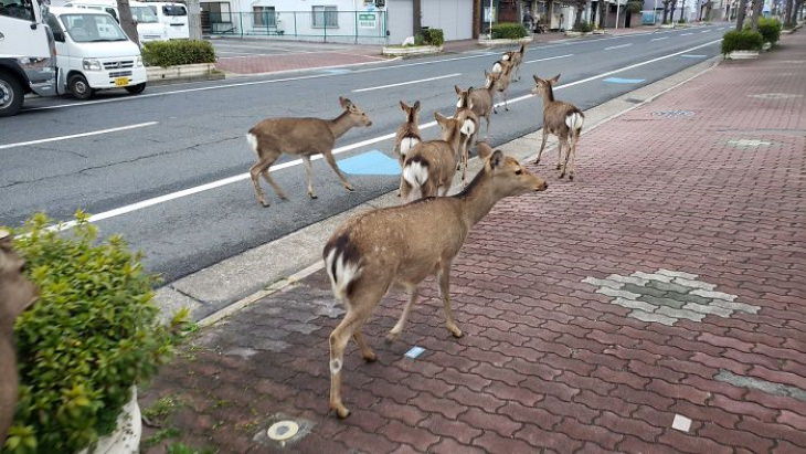 Animales exploran la ciudad en cuarentena ciervos en Japón