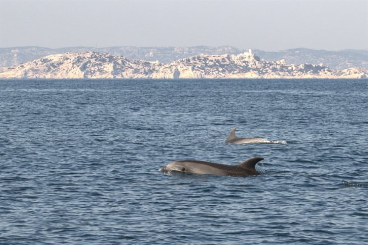 Animales exploran la ciudad en cuarentena delfines cerca de las costas de Francia