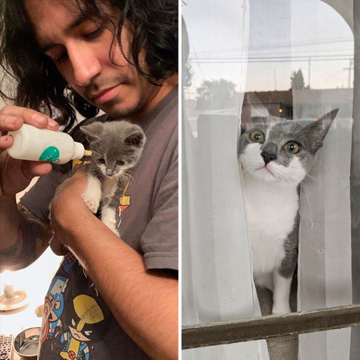 Photos of Kittens Before & After Adoption