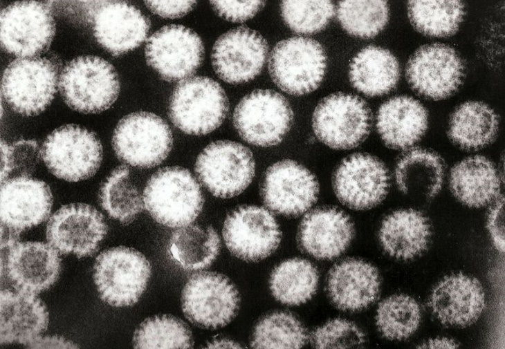 Los virus más peligrosos Rotavirus