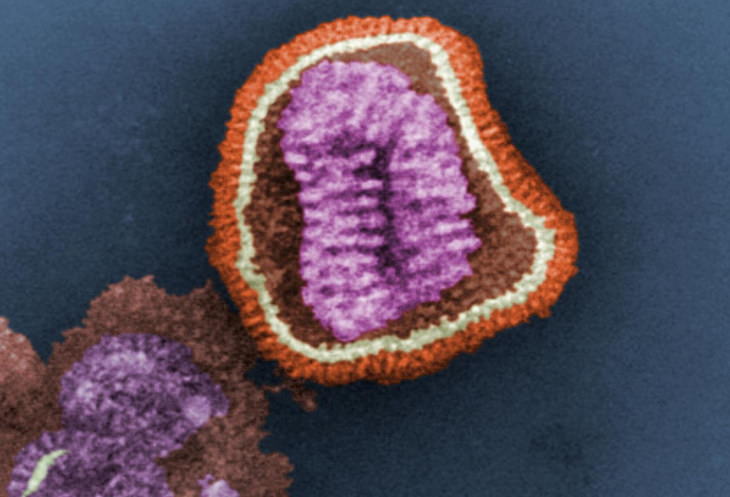 Los virus más peligrosos El virus de la influenza