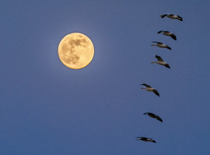 Un grupo de gansos volando en la superluna en la región de Manitoba, Canadá
