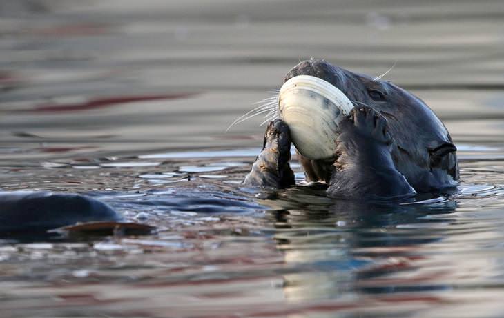 Otters: clam
